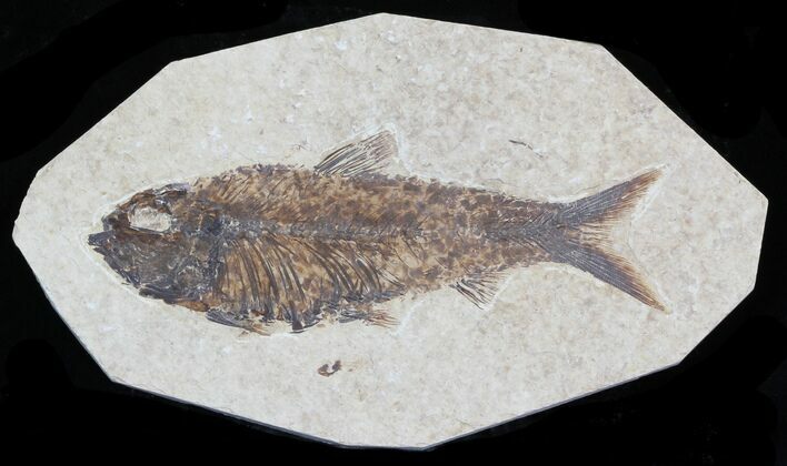 Knightia Alta Fossil Fish #32726